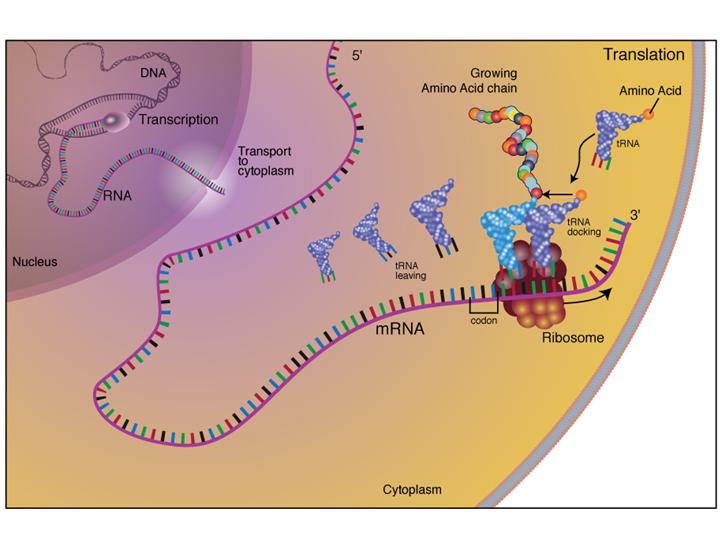 Fact Sheet DNARNAProtein the microbiology of the Built