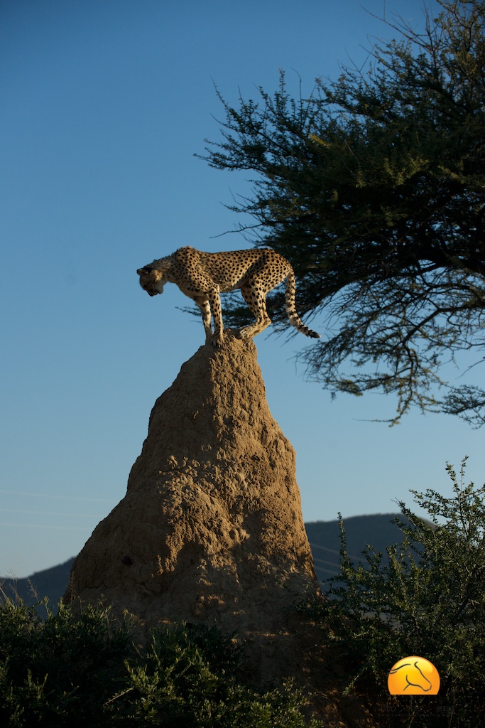 Cheetahs like to stand on termite mounds. Photo by Simon Palmer.