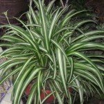 Chlorophytum comosum - Source: Wikipedia