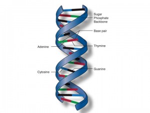 dupla hélice de DNA