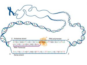 Fact Sheet: DNA-RNA-Protein – microBEnet: the microbiology of the Built ...