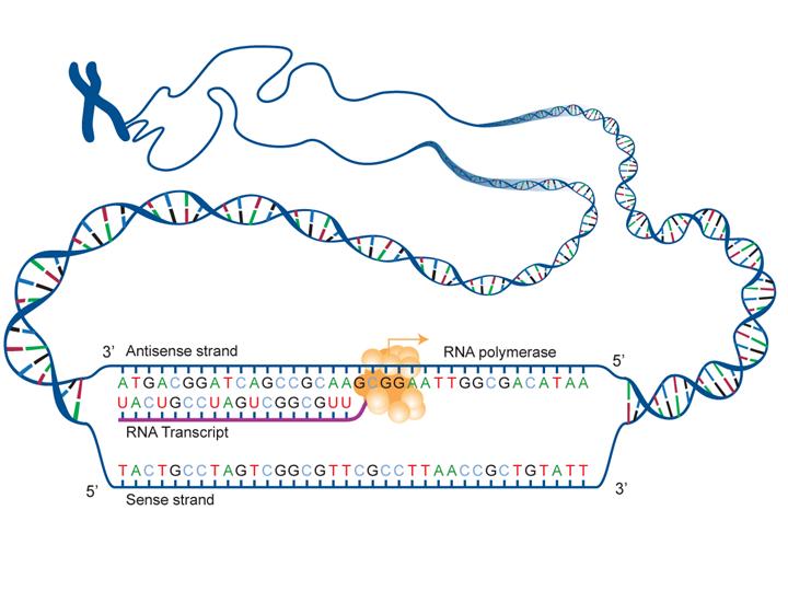 transcription and translation diagram labeled