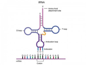 転送RNA（tRNA）