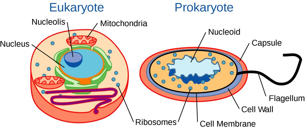 Fact Sheet: rRNA in Evolutionary Studies and Environmental Sampling ...