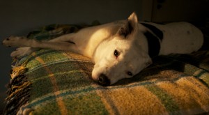 Charlie enjoying a spot of sun. Photo by Holly Ganz.