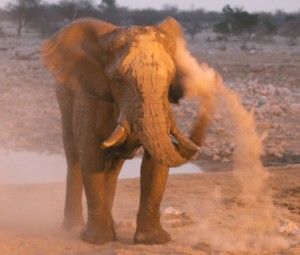African elephant enjoying a dust bath, photo by Holly Ganz