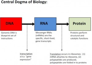 Peccia slide - Central dogma of biology