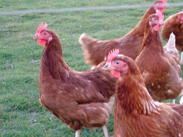 Not actually Danish chickens. (cc-by-nc river seal)