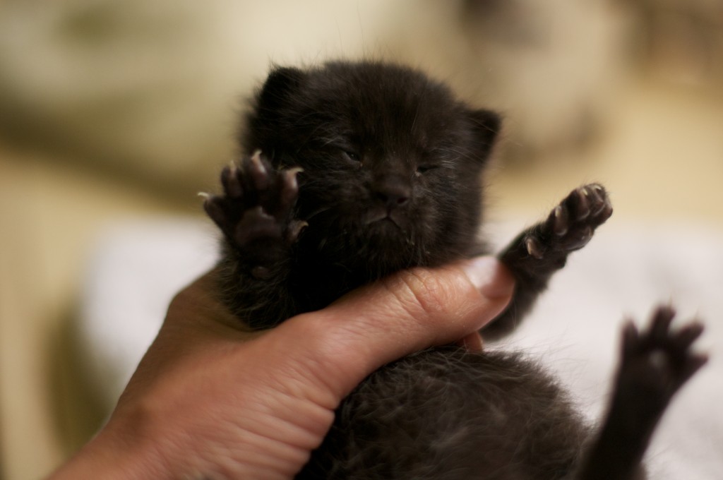 A ten day old orphan kitten (he's a domestic long hair cat, even though he looks a bit like a badger).