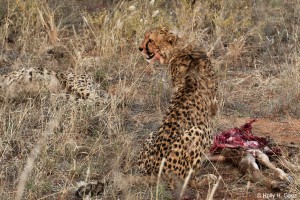Cheetah feeding on a carcass in Okonjima, Namibia.