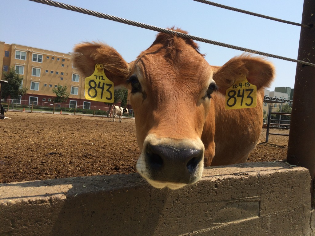 We have dairy cows on campus at UC Davis.