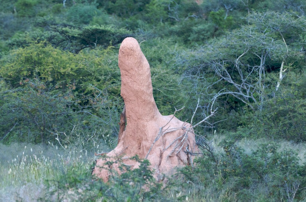 A termite mound in Etosha National Park, Namibia