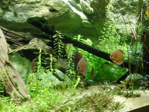 "Aquarium tropical - Discus". Licensed under Creative Commons Attribution-Share Alike 3.0 via Wikimedia Commons