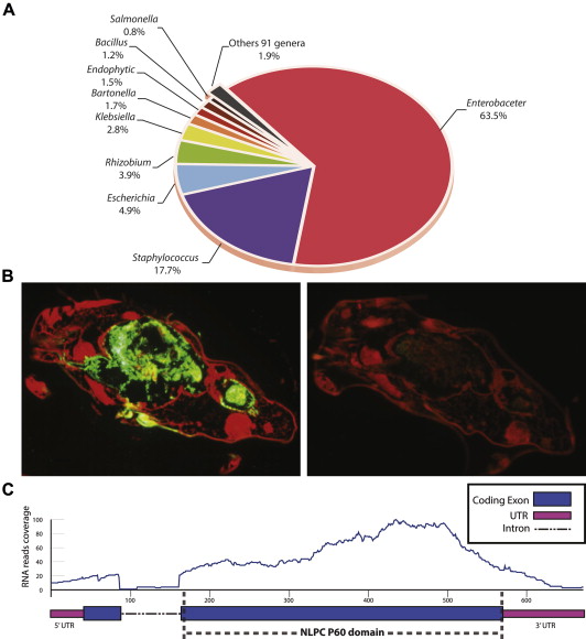 The draft genome, transcriptome, and microbiome of Dermatophagoides farinae reveal a broad spectrum of dust mite allergens