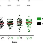 Fig 2. wMel does not affect fecundity in Brazilian Ae. aegypti.