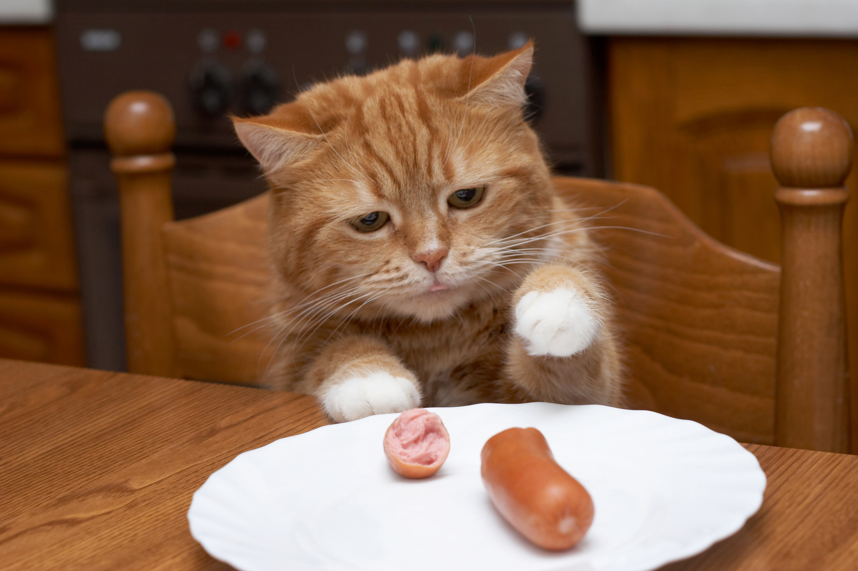 Поела и хочу есть. Кот с сосисками. Еда для кошек. Котенок с колбасой. Кот за столом.