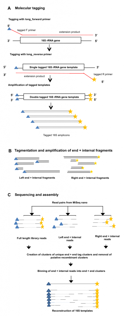 Figure 1: Overview of the Long-Read Method a) 16S rRNA gene template molecules are tagged with unique tags via two single rounds of annealing and extension with tagged forward and reverse primers, that also contain Illumina adapter sequences. After removal of tagged primers, tagged templates are amplified via PCR using primers complementary to the adapter sequences. Libraries from one or more samples can then be pooled and sequenced on the MiSeq. Blue triangles and yellow starsindicate random tags of 10bp. b) Full-length 16S amplicon Illumina libraries are tagmented using the standard Nextera method, and two pools of products are amplified, which contain either the left end of the tagged amplicons and an internal region, or the right end of the amplicon and an internal region. This procedure adds Nextera adapters for sequencing at the internal end of the fragments. c) Both full length and tagmented libraries are paired end sequenced, and the unique molecular tags are used to computationally cluster sequences from the same progenitor 16S rRNA gene molecule for assembly of full length sequences.