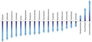 Bacterial genera modulated by cefprozil. Arrows indicate change in relative abundance.