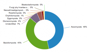 SH_piechart