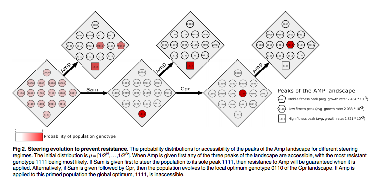 Figure from Scott et al showing different outcomes from antibiotic treatment sequences