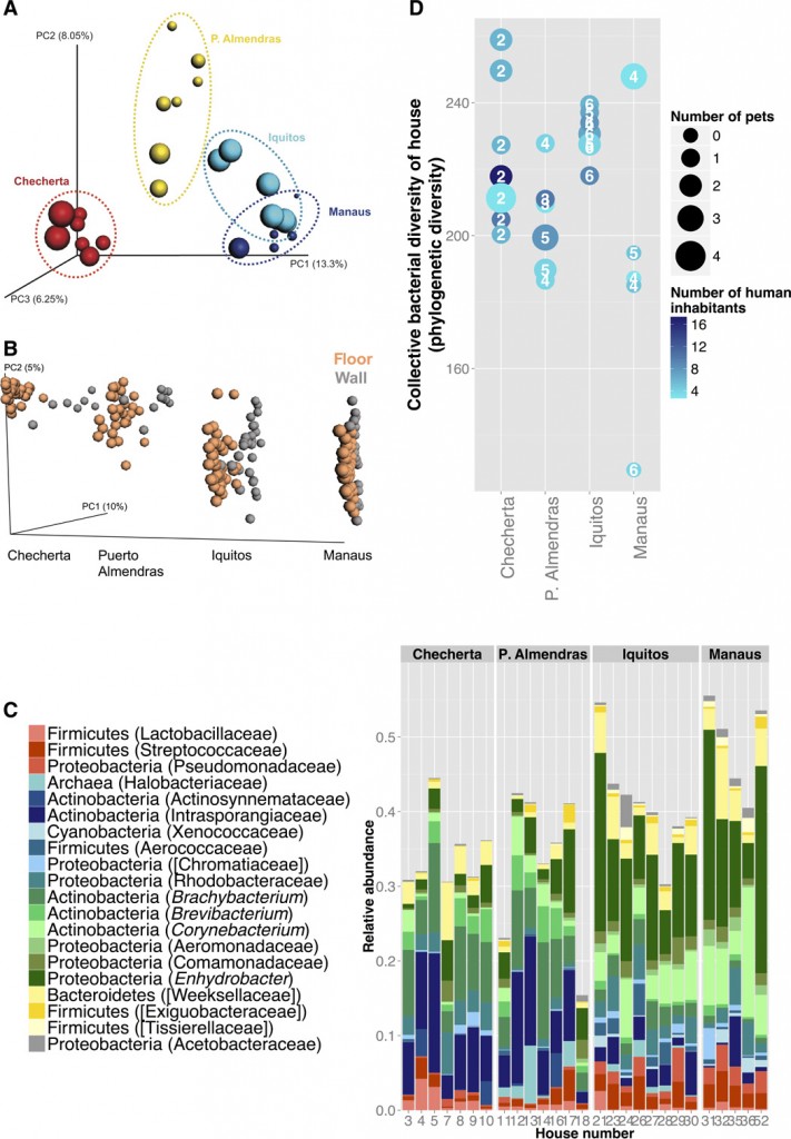 Fig. 2 Microbial community structure in houses differs significantly across the urbanization gradient. Seven sites that were common to all houses (living room, bedroom, kitchen floors, beds, chair handles, countertops, and living room walls) were collapsed into one sample to obtain a total measure of diversity for each home. (A) Principal coordinates analysis (PCoA) of the seven collapsed samples for each home shows tight clustering of the samples by community (P 250). (B) PCoA plot of unweighted UniFrac distances of wall and floor bacterial communities by village. Floor samples are clustered very tightly in the jungle community, but not wall samples. This indicates that floor microbial communities resemble more to each other than wall samples. This clustering of floor samples decreases with urbanization, and microbial communities of walls and floors merge in urban locations, meaning that urban locations have similar microbes on the walls and floors, whereas in rural locations, floors have very different microbial communities. (C) Top 20 feature taxa of high relative abundance (>0.1%) that allowed for correct prediction of a sample’s source community; these include taxa commonly associated with humans (for example, Streptococcaceae, Lactobacillaceae, and Pseudomonadaceae) (shown in red hues) and taxa commonly associated with the environment (for example, Intrasporangiaceae and Rhodobacteraceae) (shown in blue hues). Taxa shown in the literature to be associated with both the environment and the human body are shown in green hues. (D) Distribution of the collective Î± diversity (PD) of each home, colored by the number of human inhabitants residing in the home. Numbers inside the points indicate the number of different material types that are represented by the seven samples, and the size corresponds to the total number of pets in the home (dog, cat, monkey, chicken, turtle, or parrot).