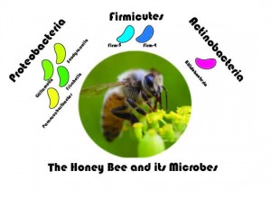 honey_bee_microbes_schematic