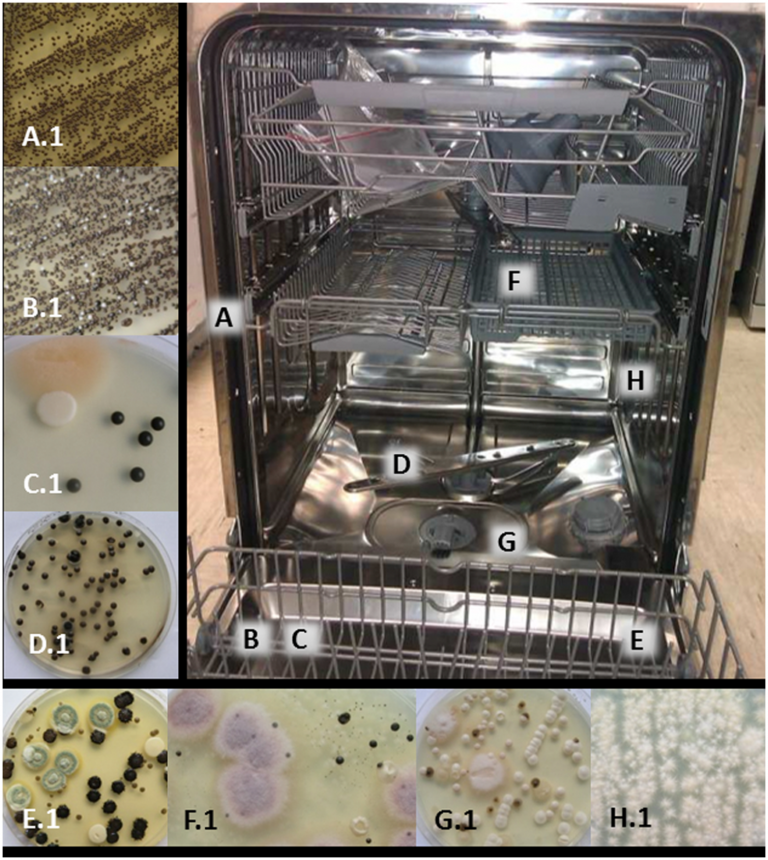 Opportunistic Fungal Pathogens in Dishwashers and Kitchens