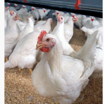 Broiler chickens, Wikipedia