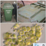 Man-made artificial substrates covered by aero-terrestrial green algae