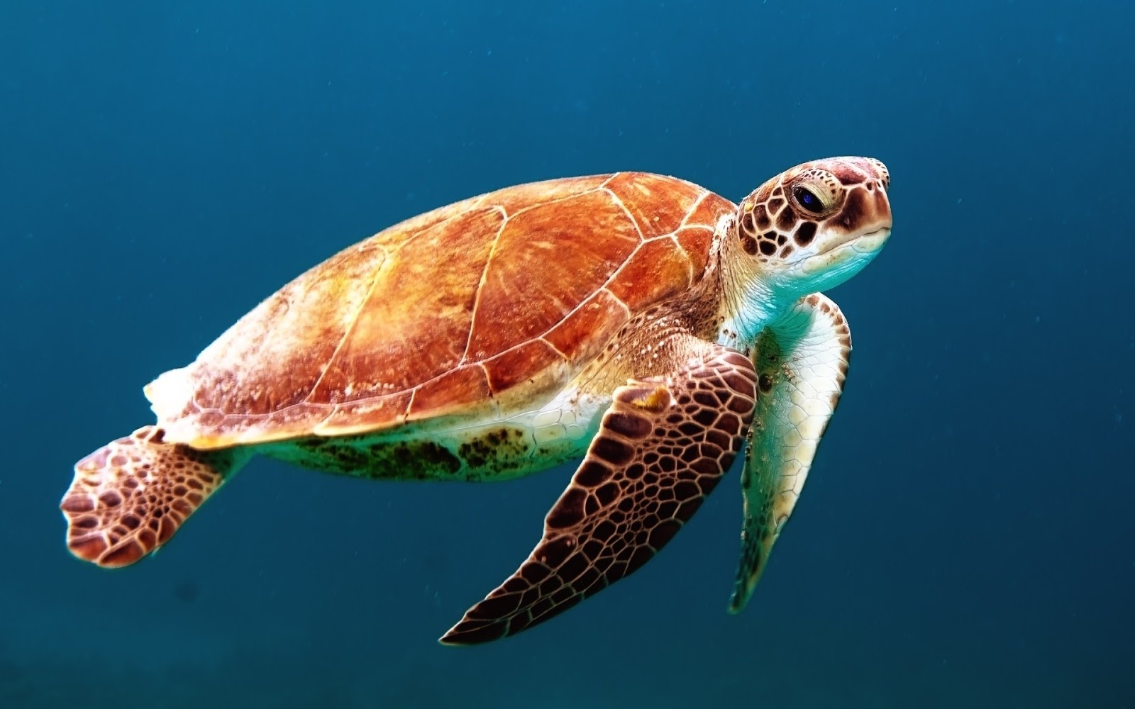 Sea Turtle Wexor Tmg